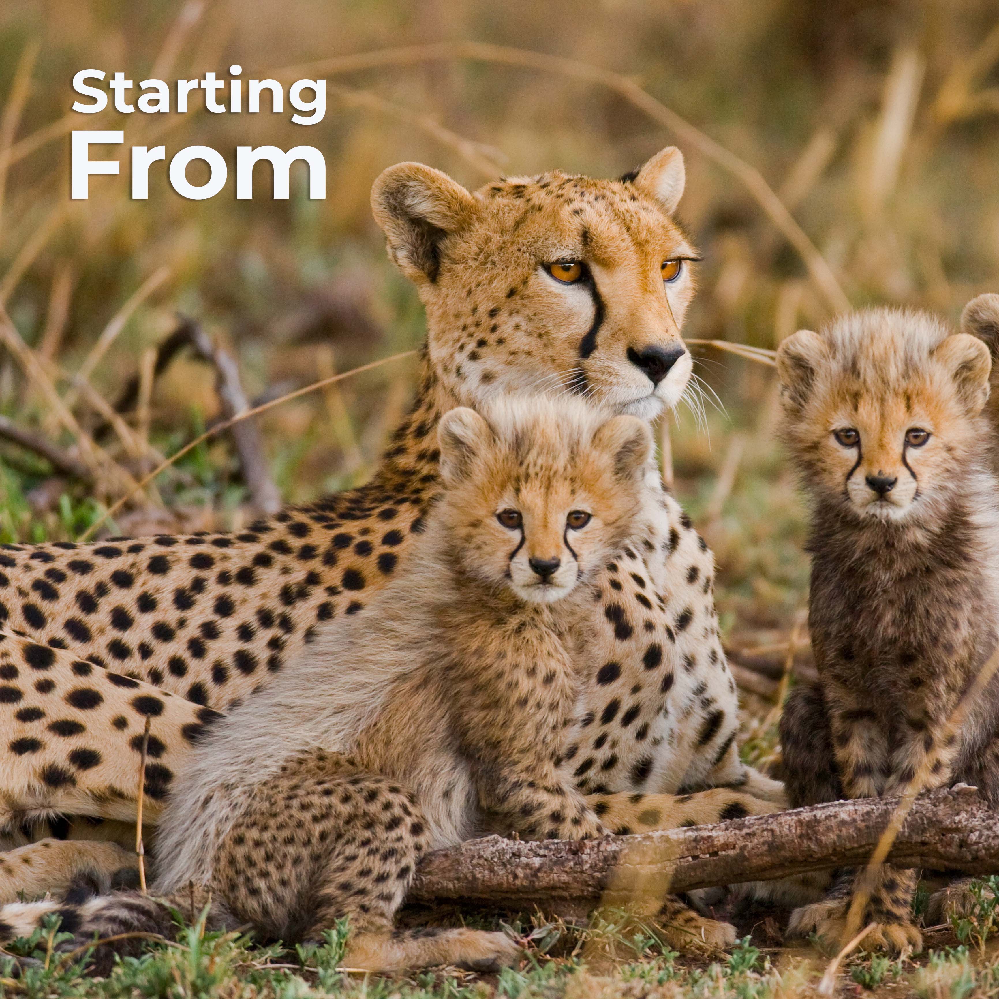 Ultimate Safari Expedition